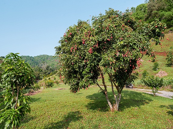 Cultiva frutales tropicales en tu huerto